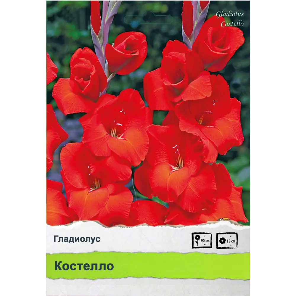 Гладиолус 89452249 STLM-2182651 ПОИСК  - Вид №1