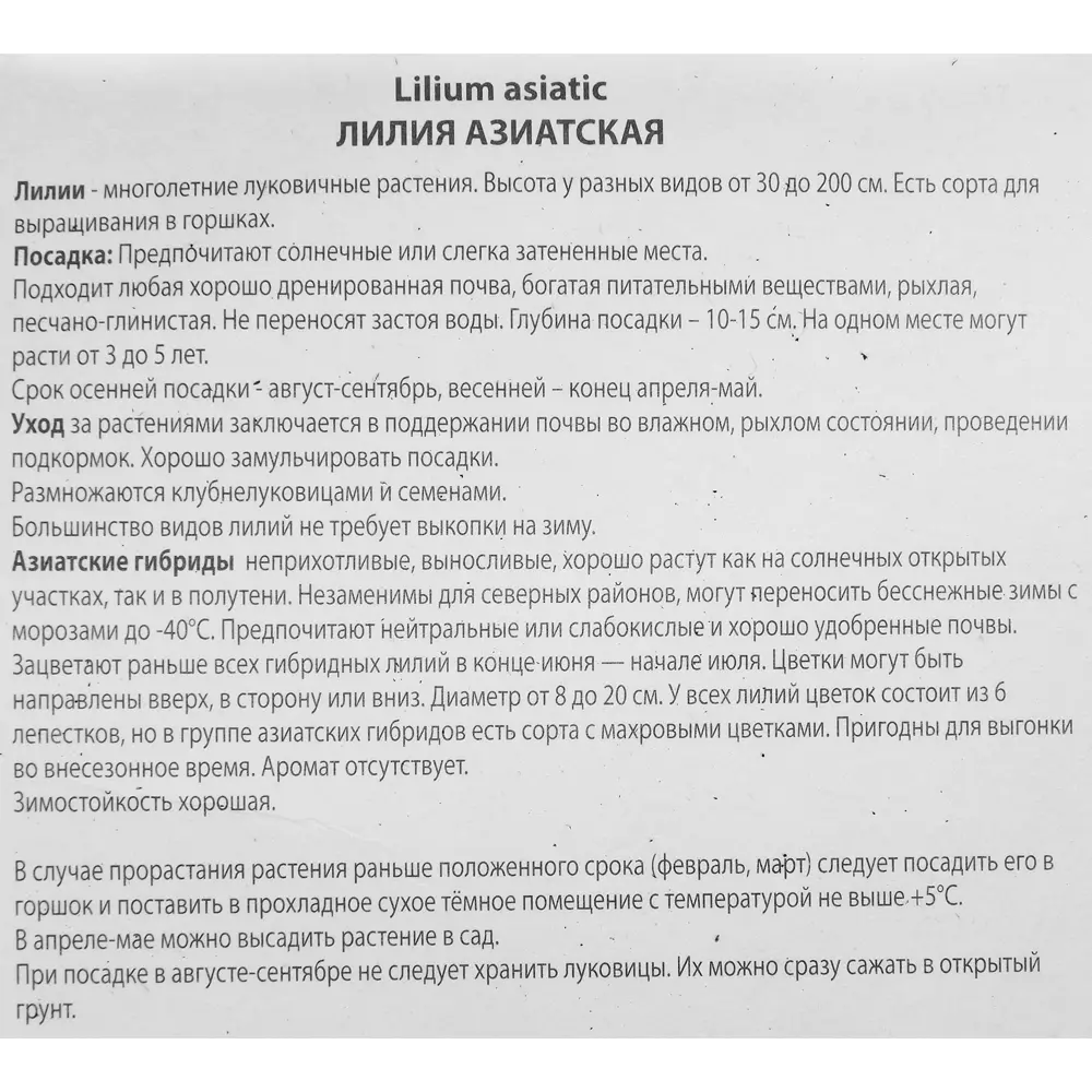 Лилия азиатская Маунтин Джой 85205796 STLM-2171597 ПОИСК  - Вид №2