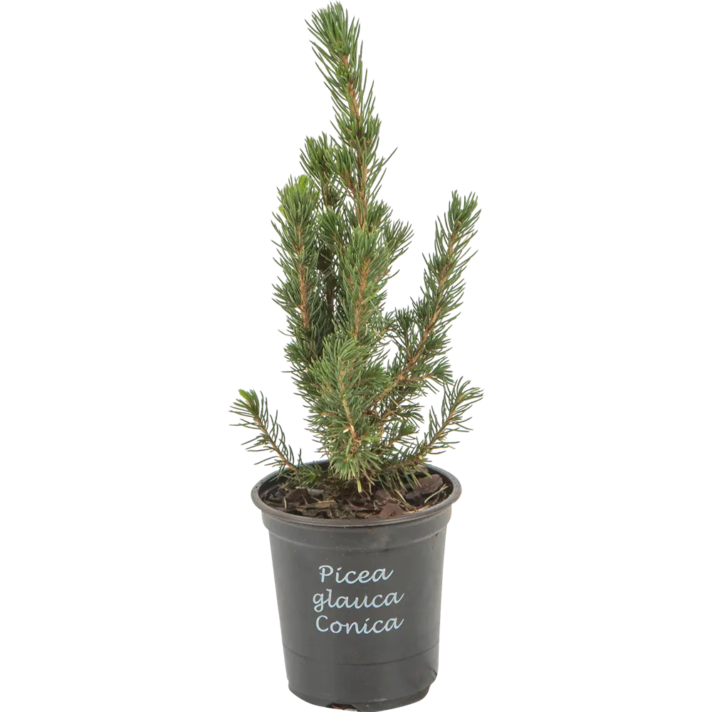 Ель Коника ø9 h35 см Santreyd STLM-2202902