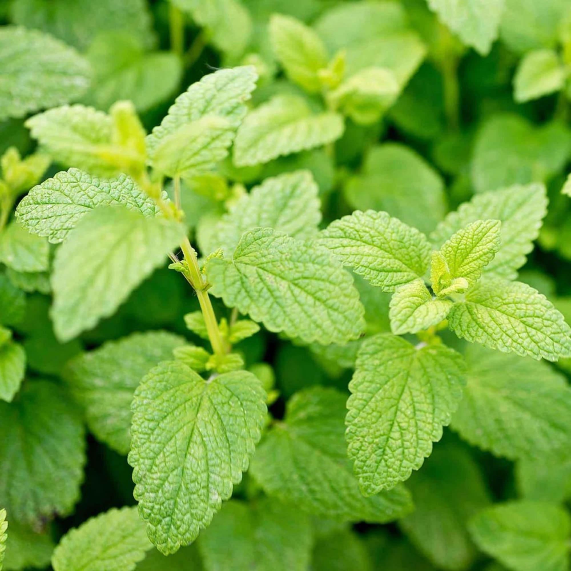 85326941 Мята Лемон ø15 h20 см Santreyd 