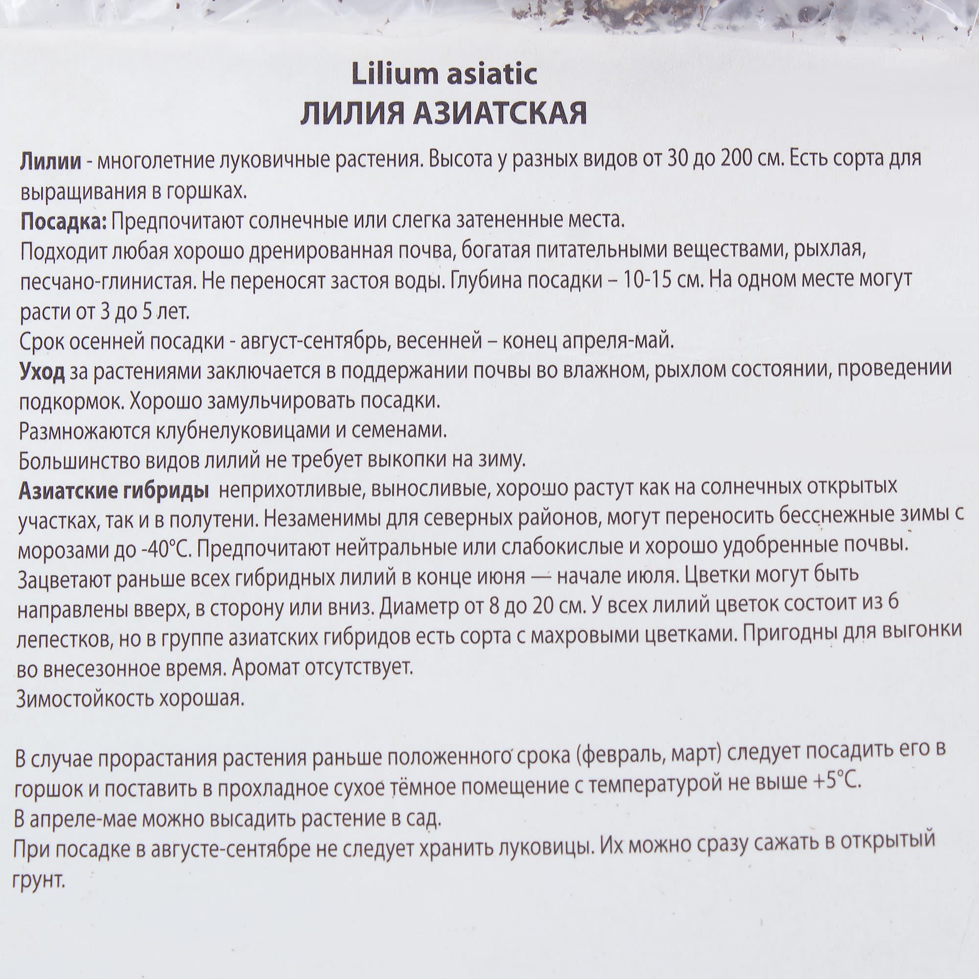 81945446 Лилия азиатская махровая «Аннемарис дрим» Santreyd  - Вид №2
