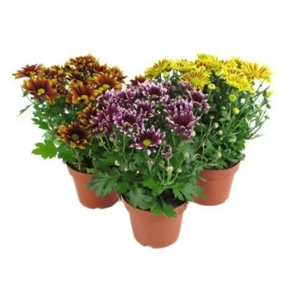 Хризантема двуХцветная 12Х25 см 82404880 STLM-2198489 Santreyd 
