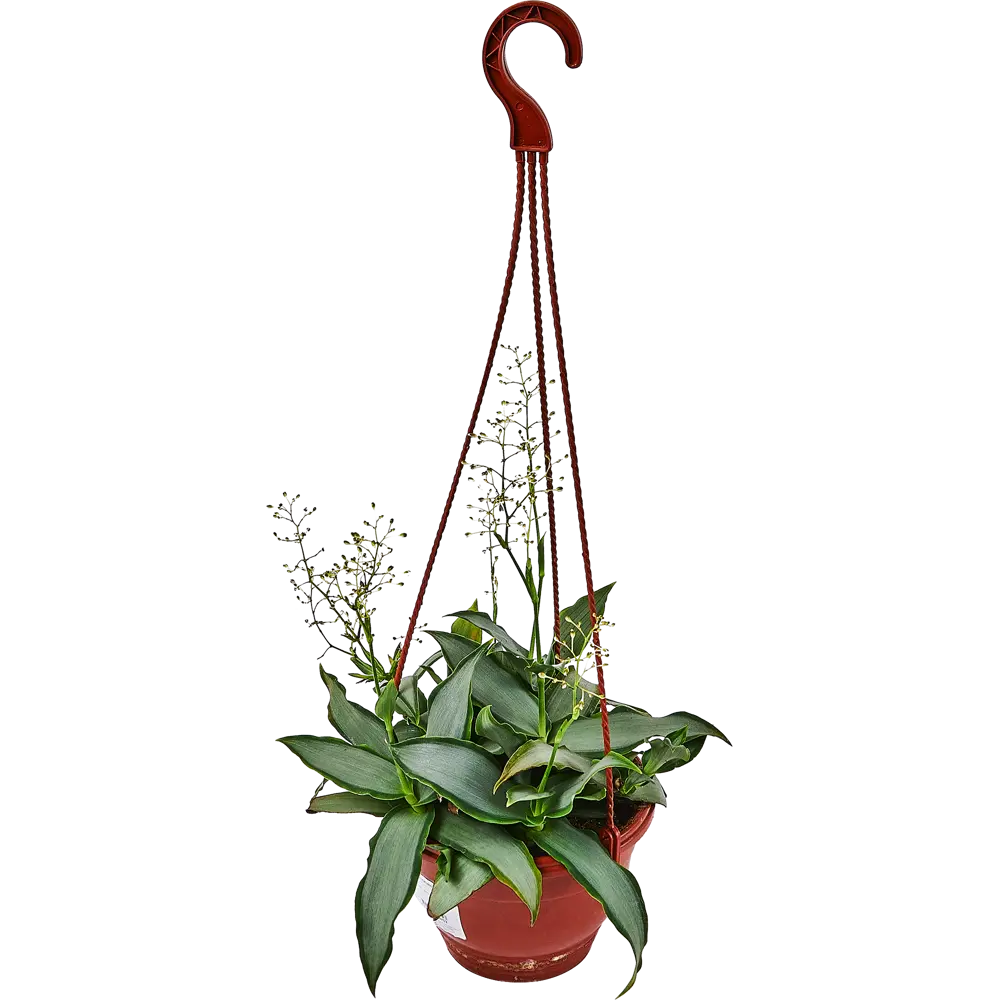 Santreyd Мурдания в подвесном кашпо с серебристыми листьями 89338384 STLM-1359363 - Вид №1