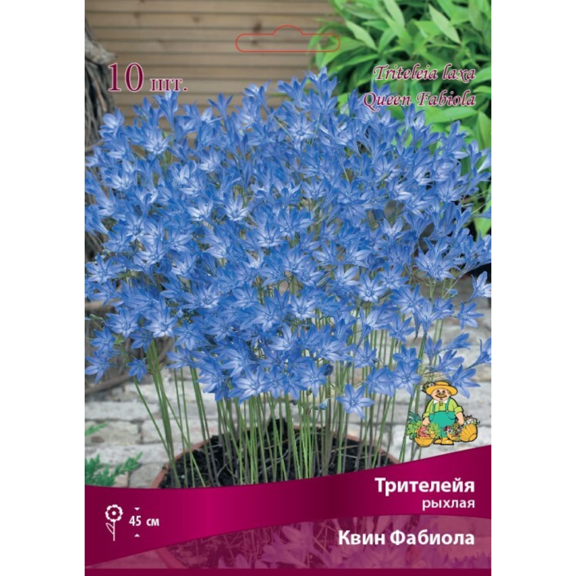 Трителейя рыхлая Бордо Квин Фабиола луковица 5/6 ПОИСК 83598124