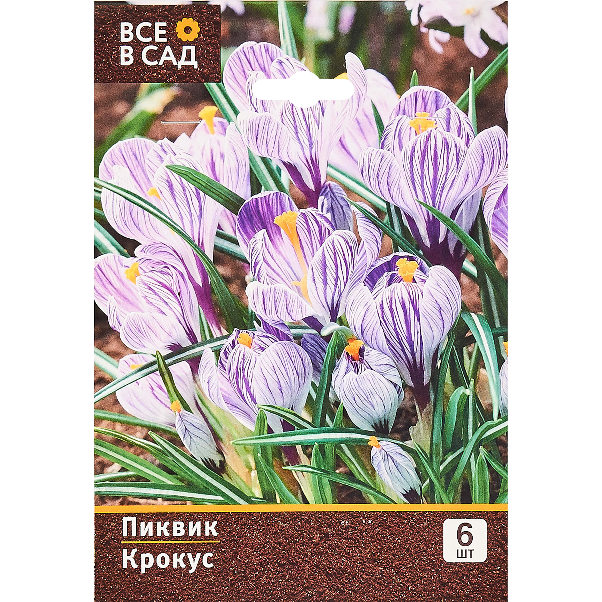 15072779 Крокус Пиквик, 7/8, 6 шт Santreyd 