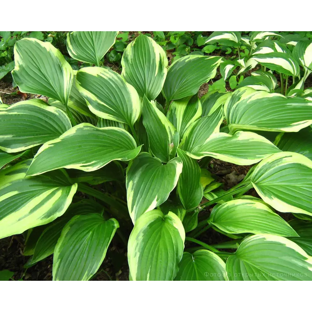 Хоста Абиква Мунбим ø15 h20 см 89465385 STLM-2147755 PLANTMARKET 