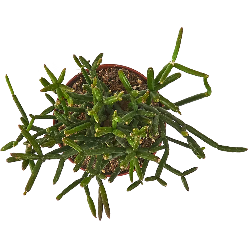 Santreyd Рипсалис микс — вечнозеленый кактус для интерьера 85325018 STLM-0061568 - Вид №2