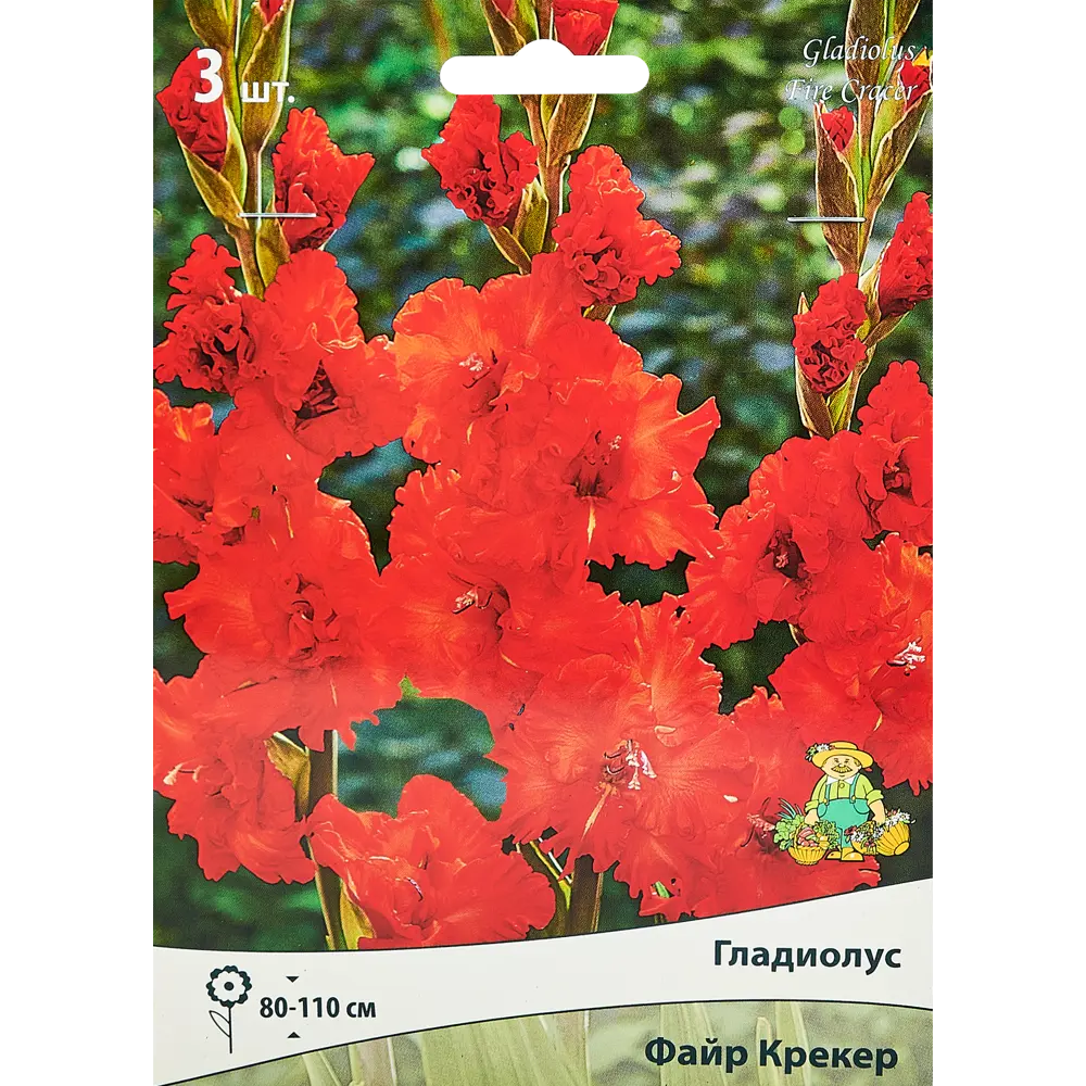 Гладиолус гофрированный Файр Крекер, 3 шт ПОИСК STLM-2156692