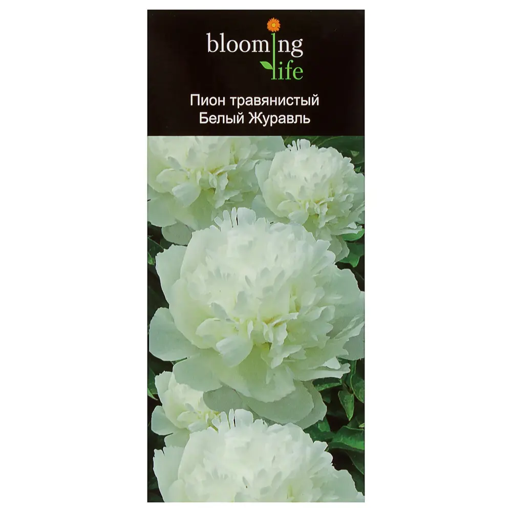 Пион травянистый «Белый Журавль» (в тубе) 81948483 STLM-2119336 Santreyd 