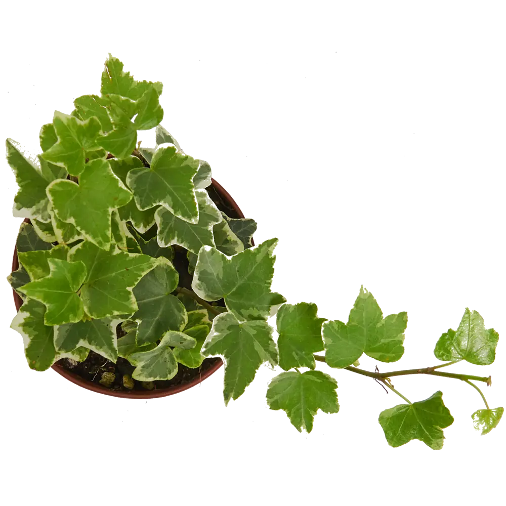 Плющ обыкновенный микс 8.5x5 см 82404771 STLM-2131210 Santreyd  - Вид №1