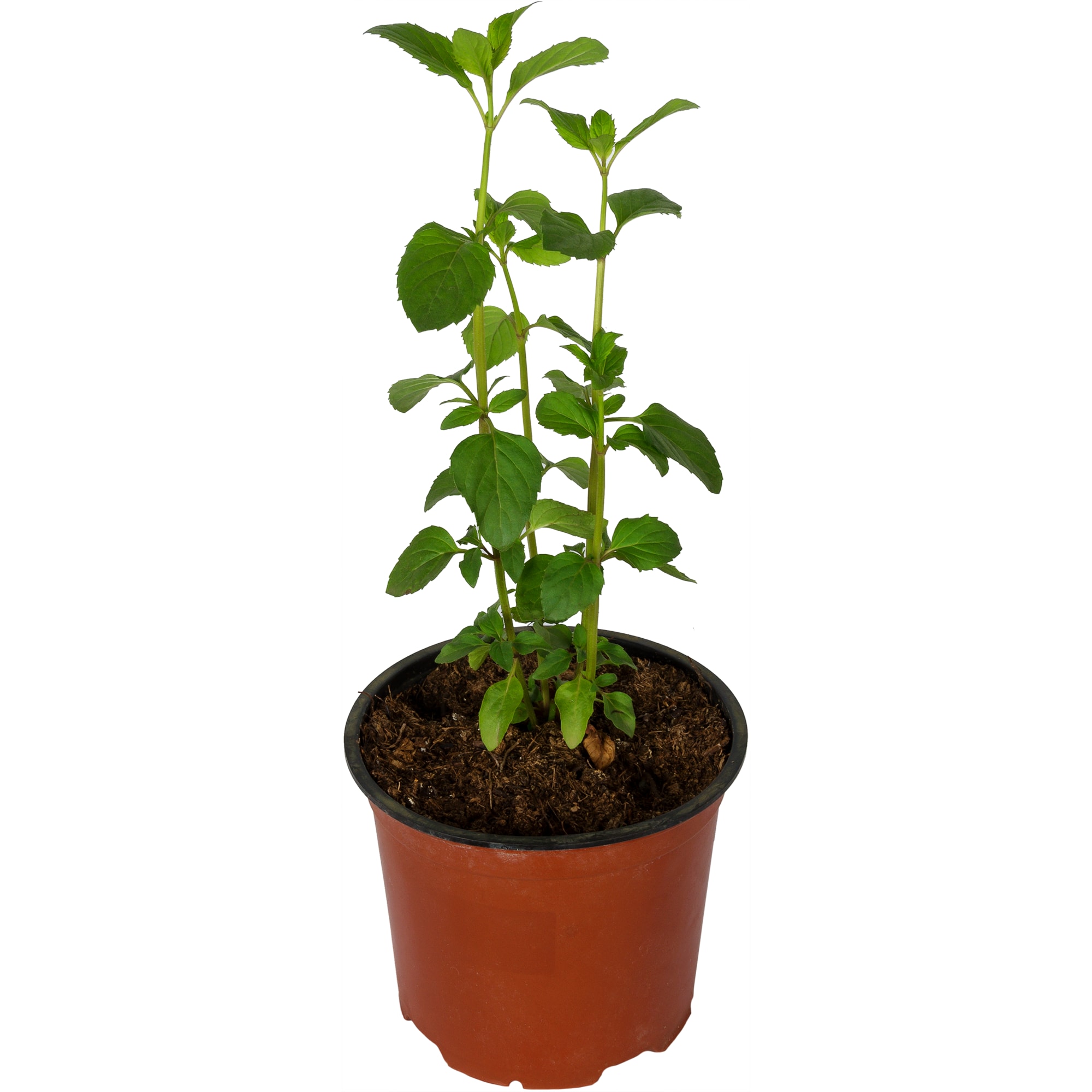 82219520 Мята Альмира 1.5 л h15 см Santreyd 