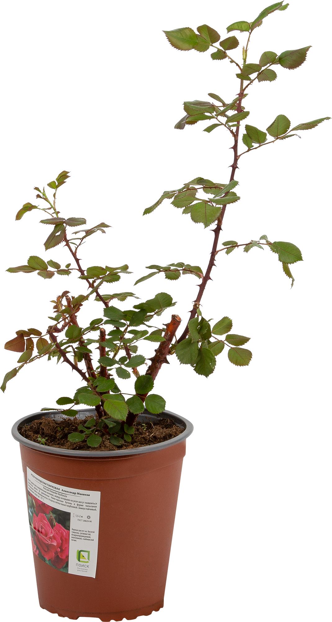 Роза канадская Александр Макензи Santreyd - морозостойкий парковый сорт 18475151 STLM-0010938 - Вид №1