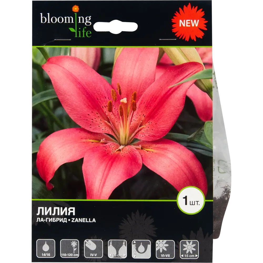Лилия «Занелла» BLOOMING LIFE STLM-2131451