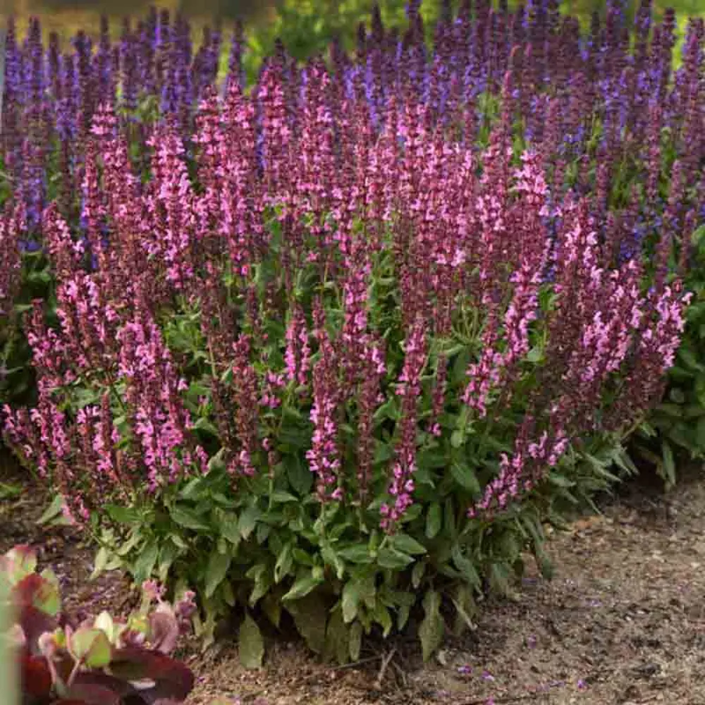 Шалфей дубравный Нью Дименшен Роуз ø17 h35 см 89365271 STLM-2060326 PLANTMARKET 