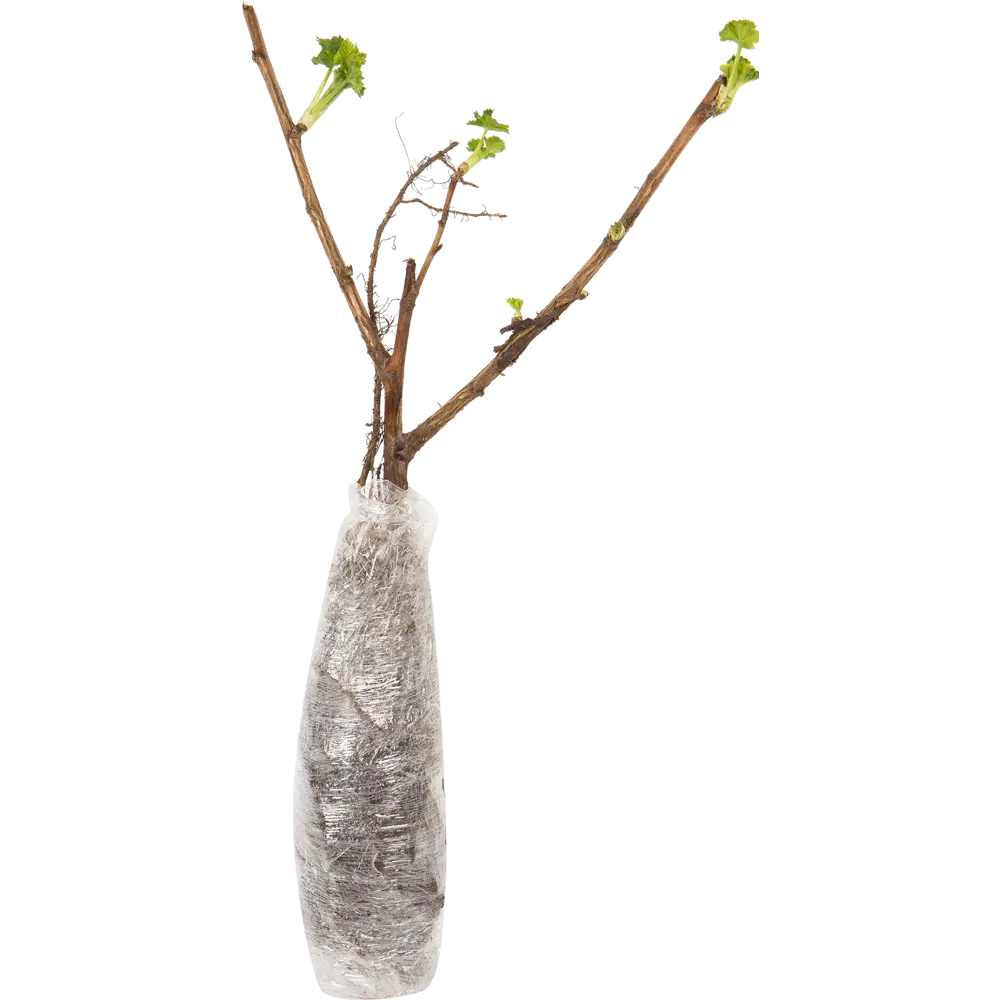 Йошта в тубе ВСЕ В САД STLM-2180624 - Вид №1