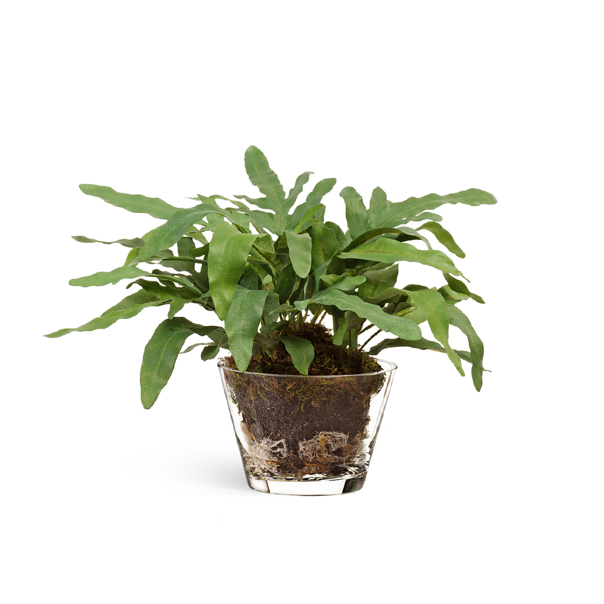 2000983195753 Композиция "Rabbit Foot" большая LINDDNA Santreyd 