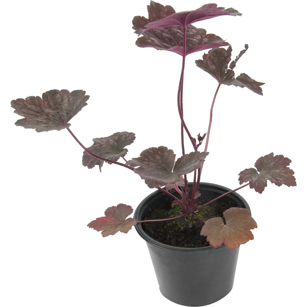 Гейхера «Кан Кан» 14x40 см 82625228 STLM-2032320 PLANTMARKET 