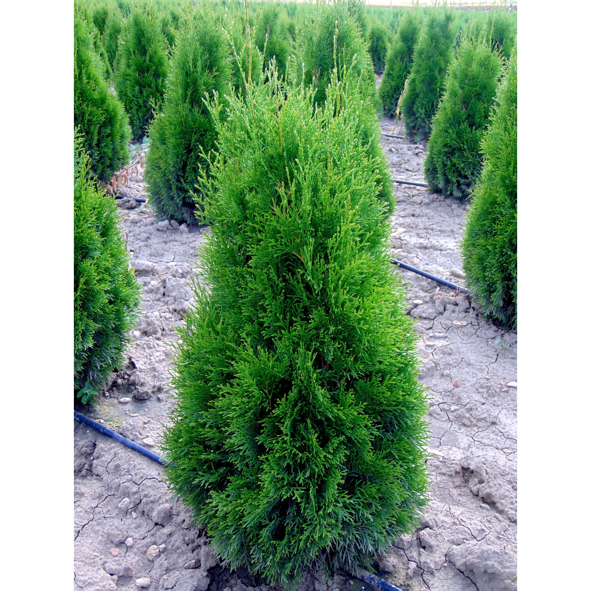 82625363 Туя западная «Смарагд» 40x140-160 см Santreyd  - Вид №2