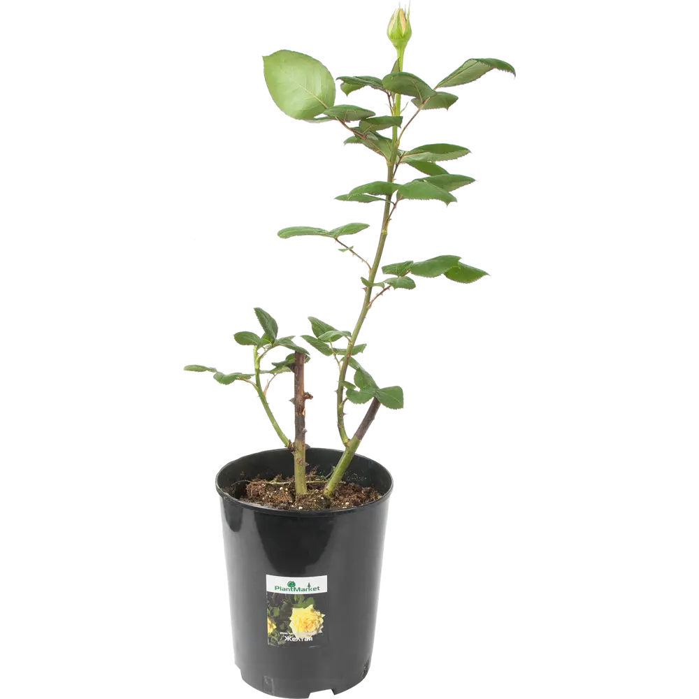 Роза чайно-гибридная жёлтая 15x55 см 82625114 STLM-2084769 PLANTMARKET 