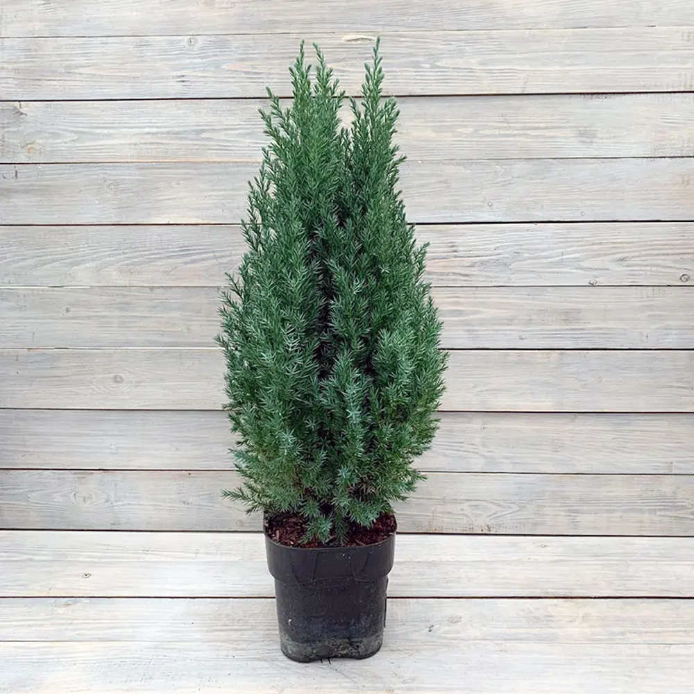 Можжевельник китайский Стрикта ø9 h20 см 84406466 STLM-2026541 PLANTMARKET 