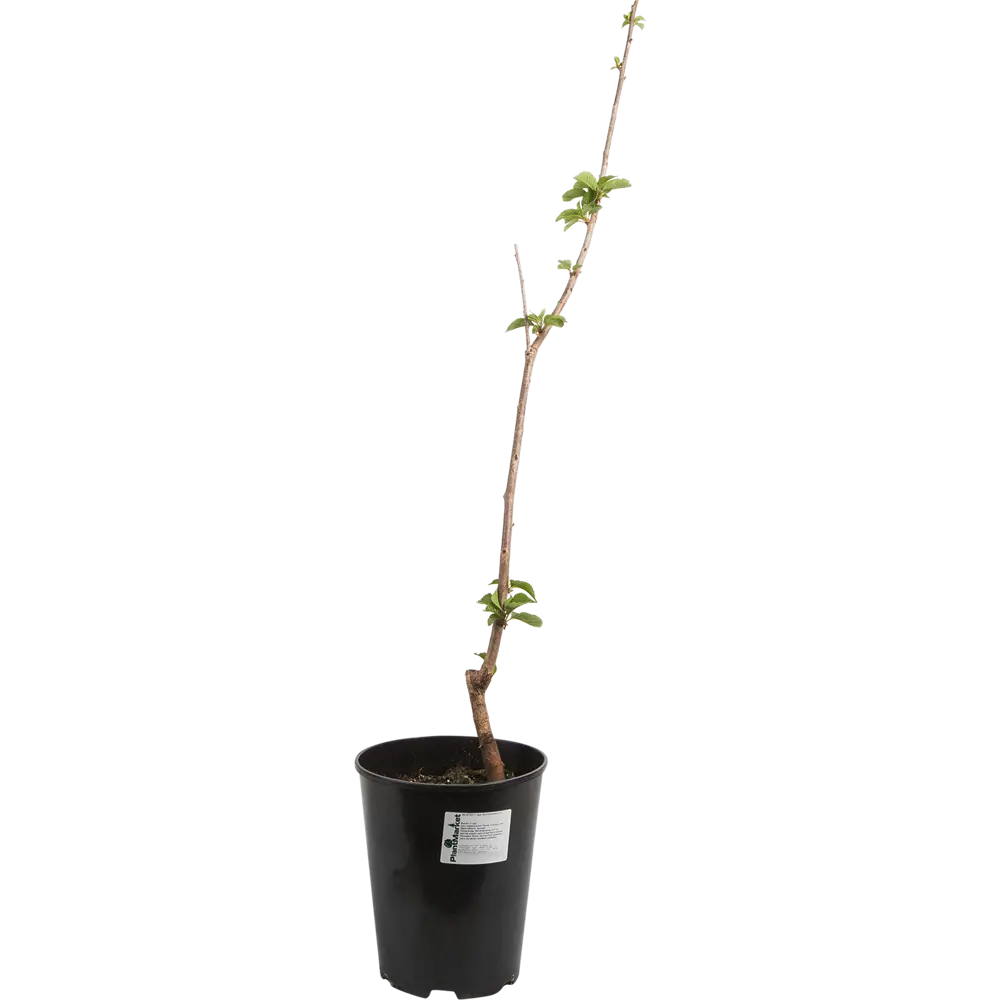 Дюк «Кормилица» 24x80 см 82625421 STLM-2102216 PLANTMARKET 