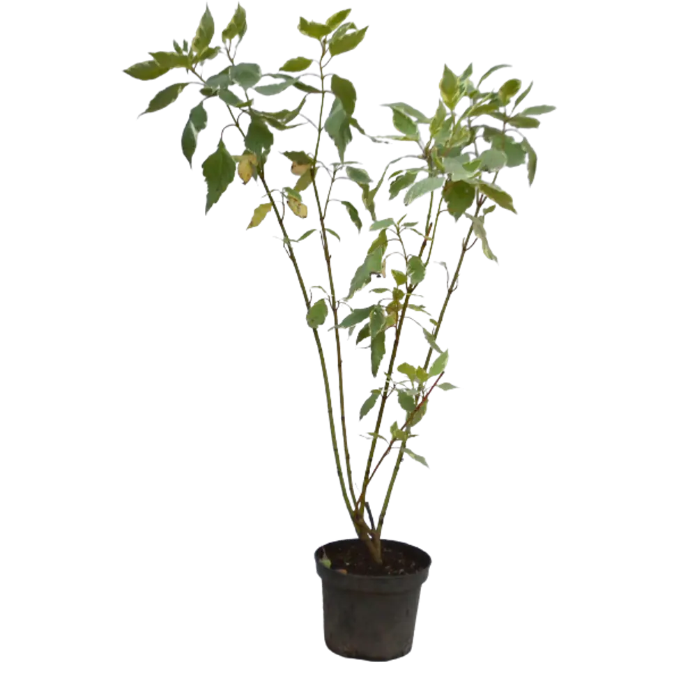 Дёрен белый Аргентеомаргината ø9 h15 см PLANTMARKET STLM-2082459