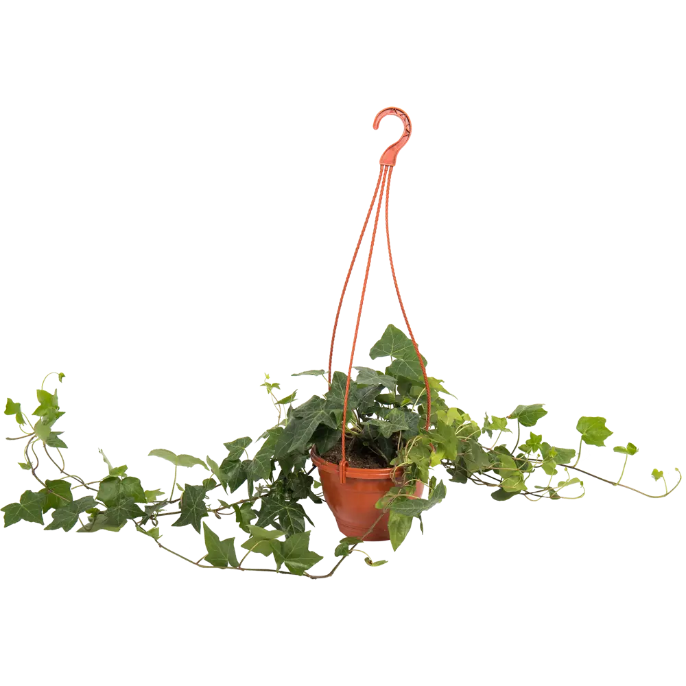 Santreyd Плющ вечнозеленый для вертикального озеленения в кашпо 16 см 82649976 STLM-0032830