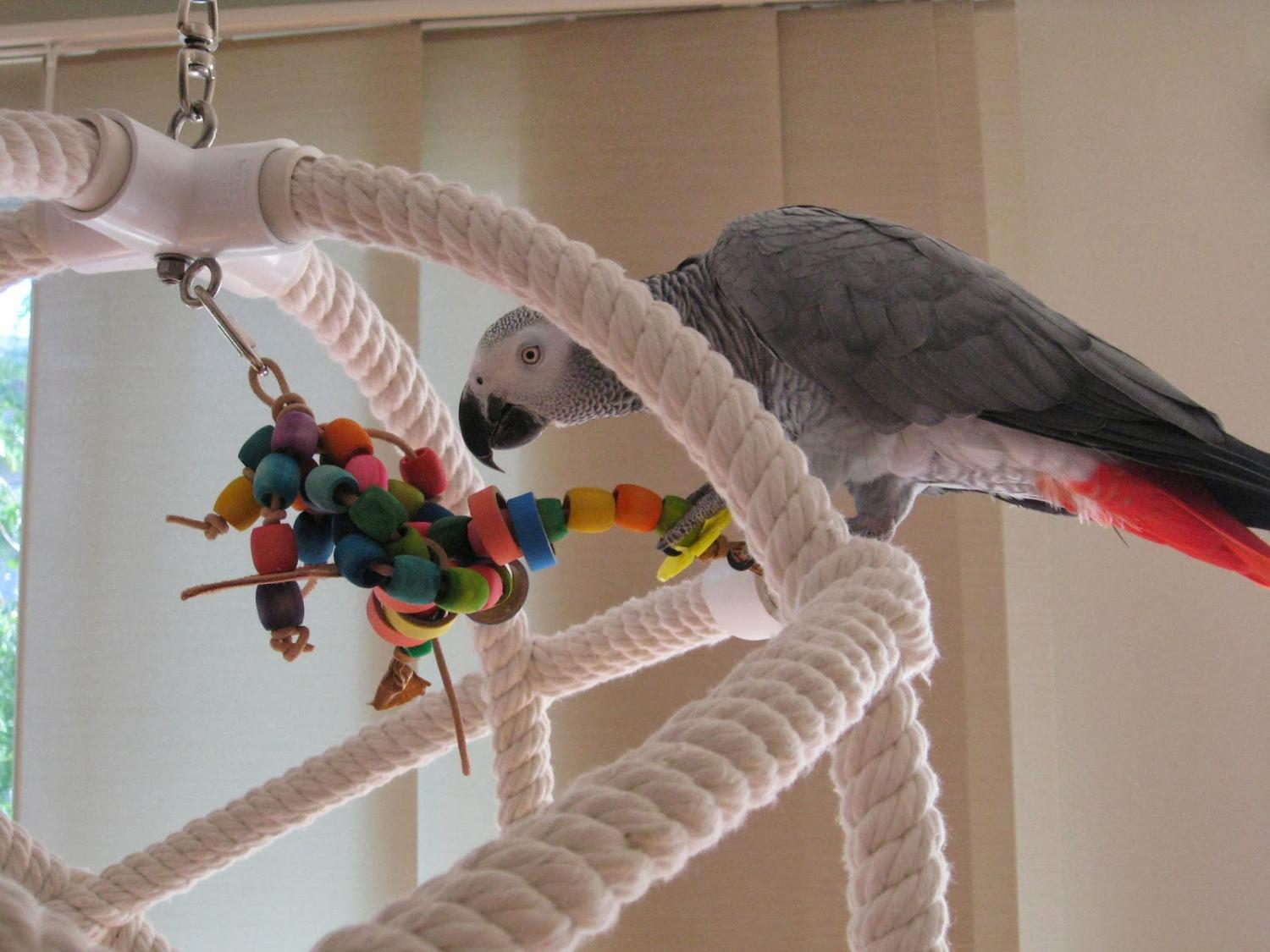 Попугаи неразлучники в домашних условиях | Блог зоомагазина prachka-mira.ru