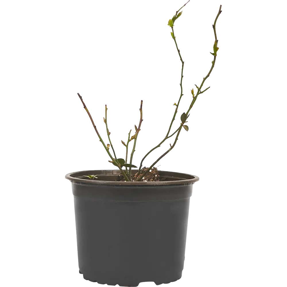 PLANTMARKET Голубика Блюголд - саженец для богатого урожая 84834888 STLM-1580597 - Вид №1