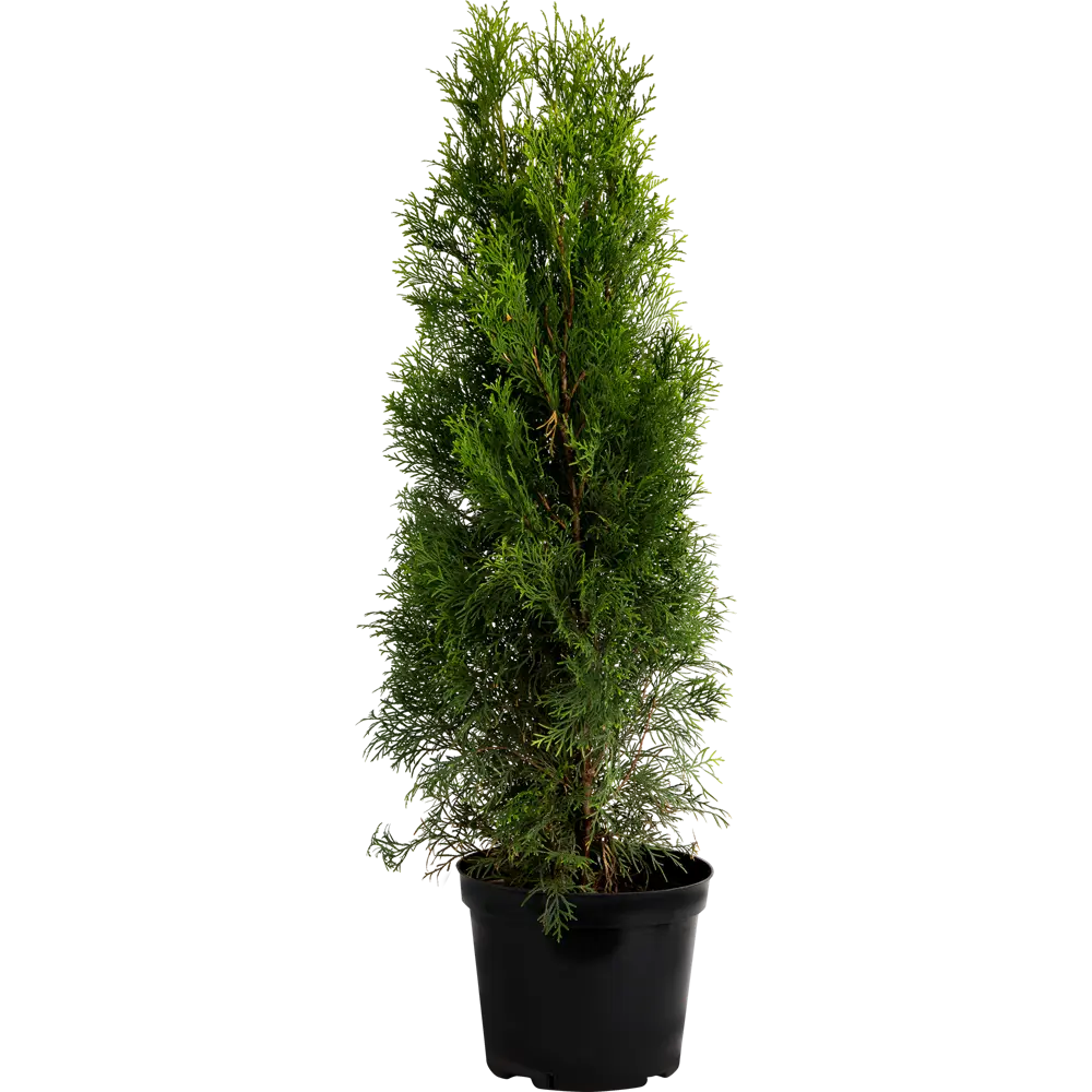 Туя западная «Смарагд» C7.5 ГАВРИШ STLM-2035518