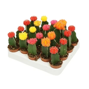 Гимнокалициум Япония микс - комнатное декоративное растение ø5.5 см 89441608