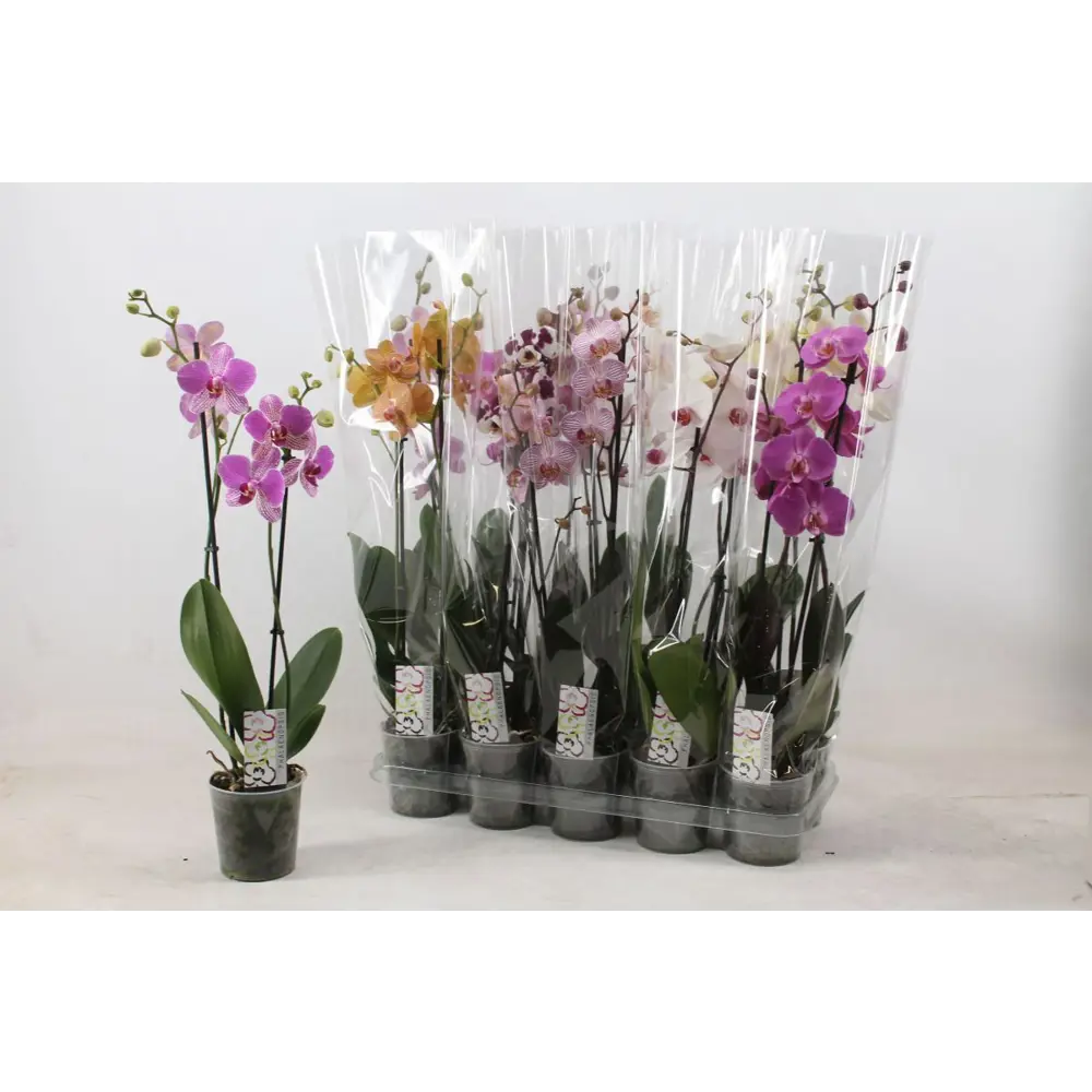 Фаленопсис микс ø12 h50 см 89441686 STLM-2112216 Santreyd 