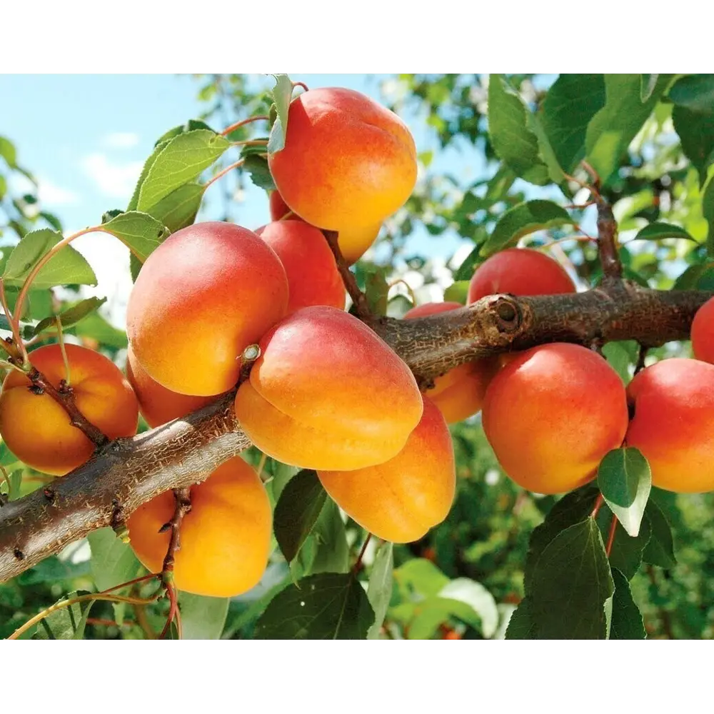 Абрикос Триумф севера пакет 89465416 STLM-2163202 PLANTMARKET 