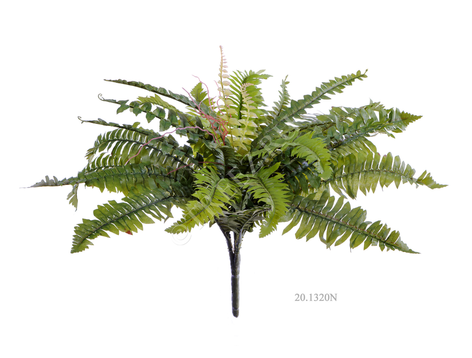 20.1321N Папоротник Бостон Цветочная коллекция  - Вид №1