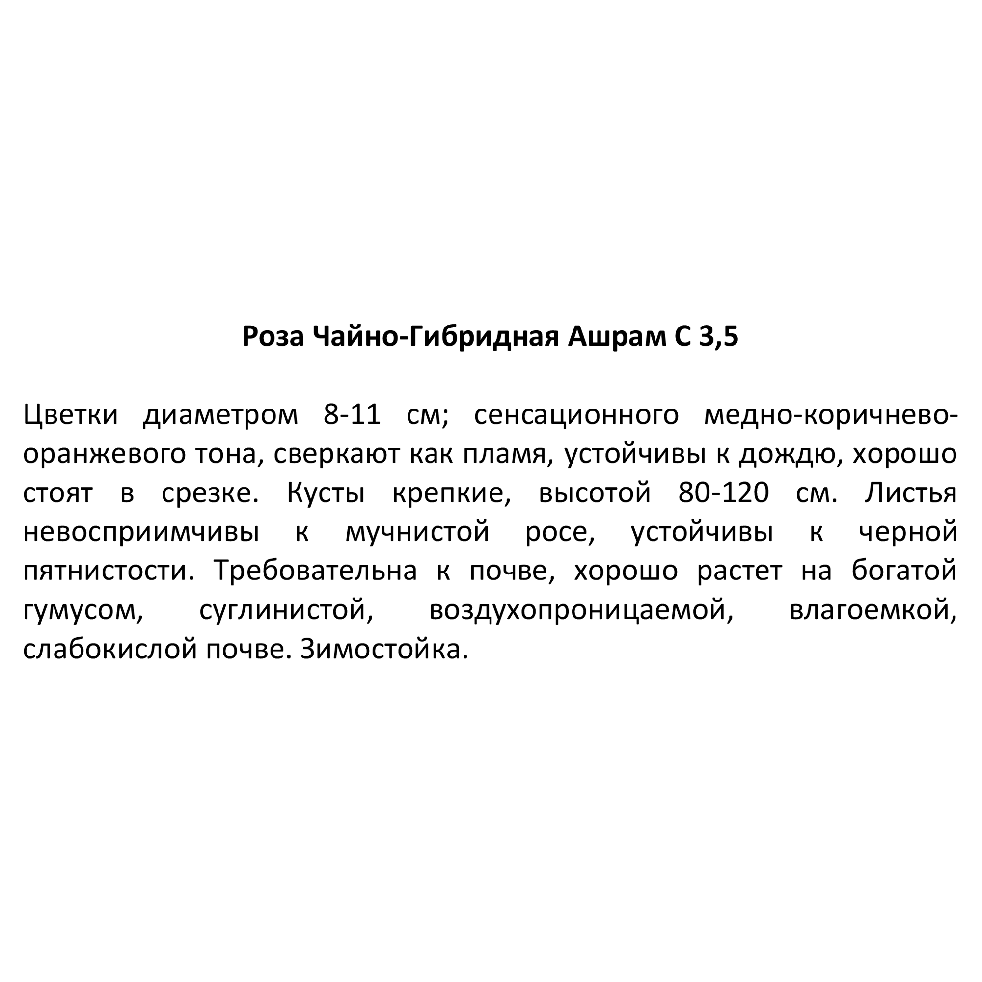 Роза Ашрам Santreyd - чайно-гибридная с медно-оранжевыми цветами 85324123 STLM-0061378 - Вид №2