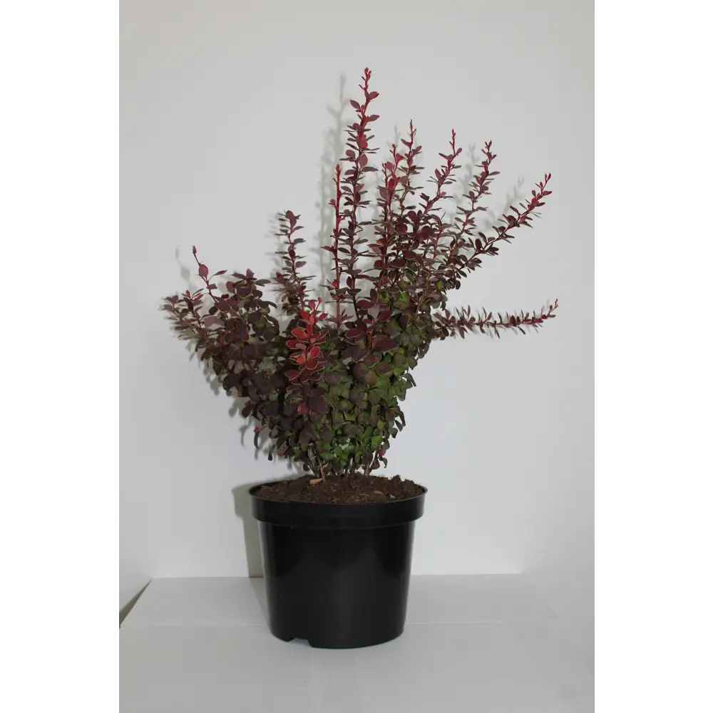 Барбарис, микс, 20-30х10 см, P9 ГАВРИШ STLM-2085258 - Вид №1