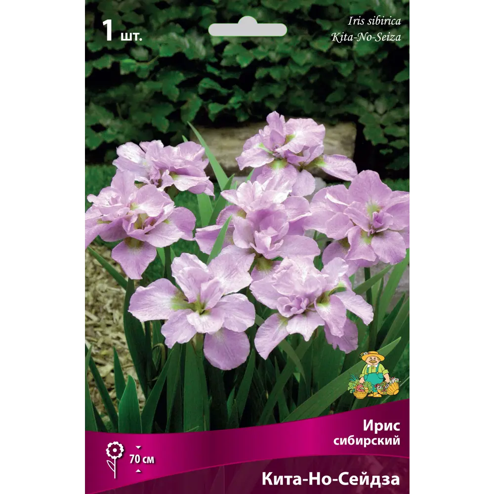 Ирис сибирский «Кита-Но-Сейдза» разбор I 82662335 STLM-2000631 Santreyd 