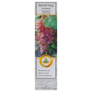 Виноград Киш-Миш плодовый «Лучистый» 81951316 STLM-2200283