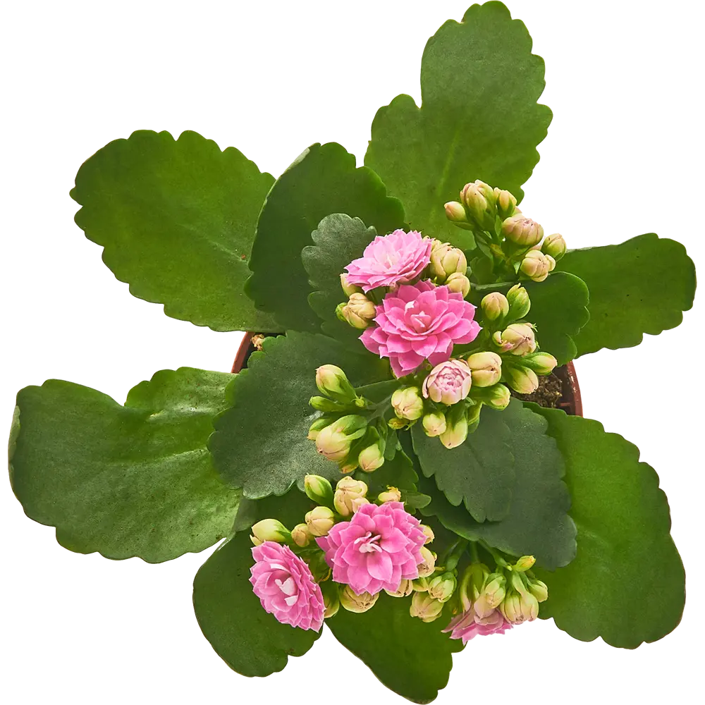 Каланхое Каландива мини Santreyd - цветущее украшение интерьера 85324984 STLM-0061541 - Вид №1