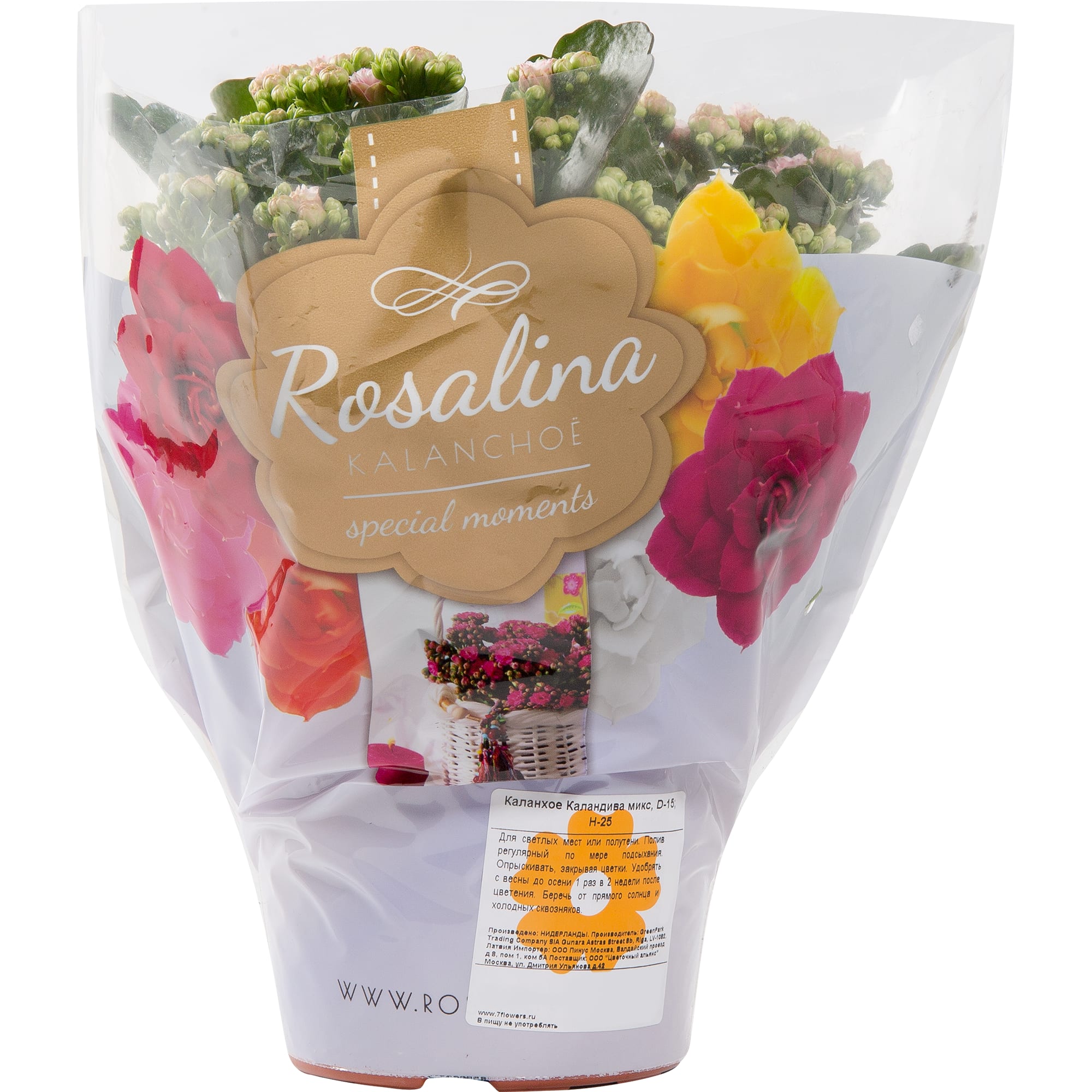 82399680 Каланxое Каландива микс 15x25 см Santreyd  - Вид №3