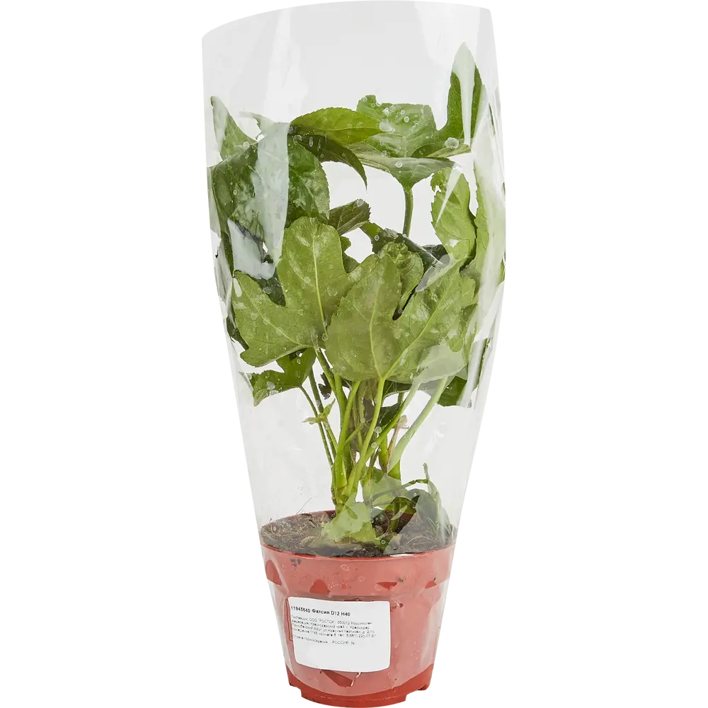 Santreyd Фатсия — изумрудная крона для интерьера 11945640 STLM-0954226 - Вид №3