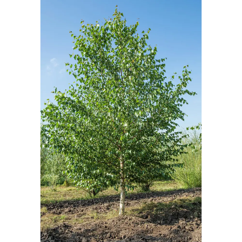 Береза повислая ø22 h120 см 87691082 STLM-2028812 PLANTMARKET 