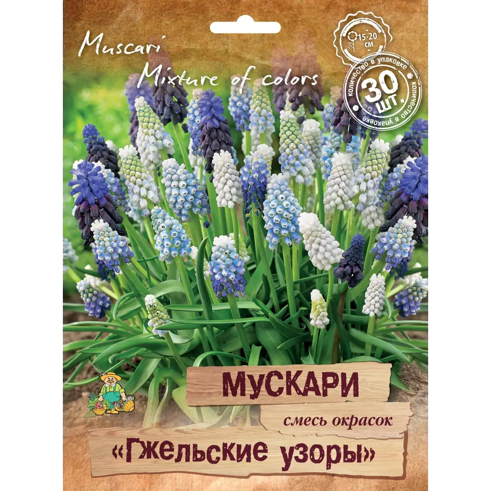 Мускари Гжельские узоры микс, 30 шт ПОИСК STLM-2058297