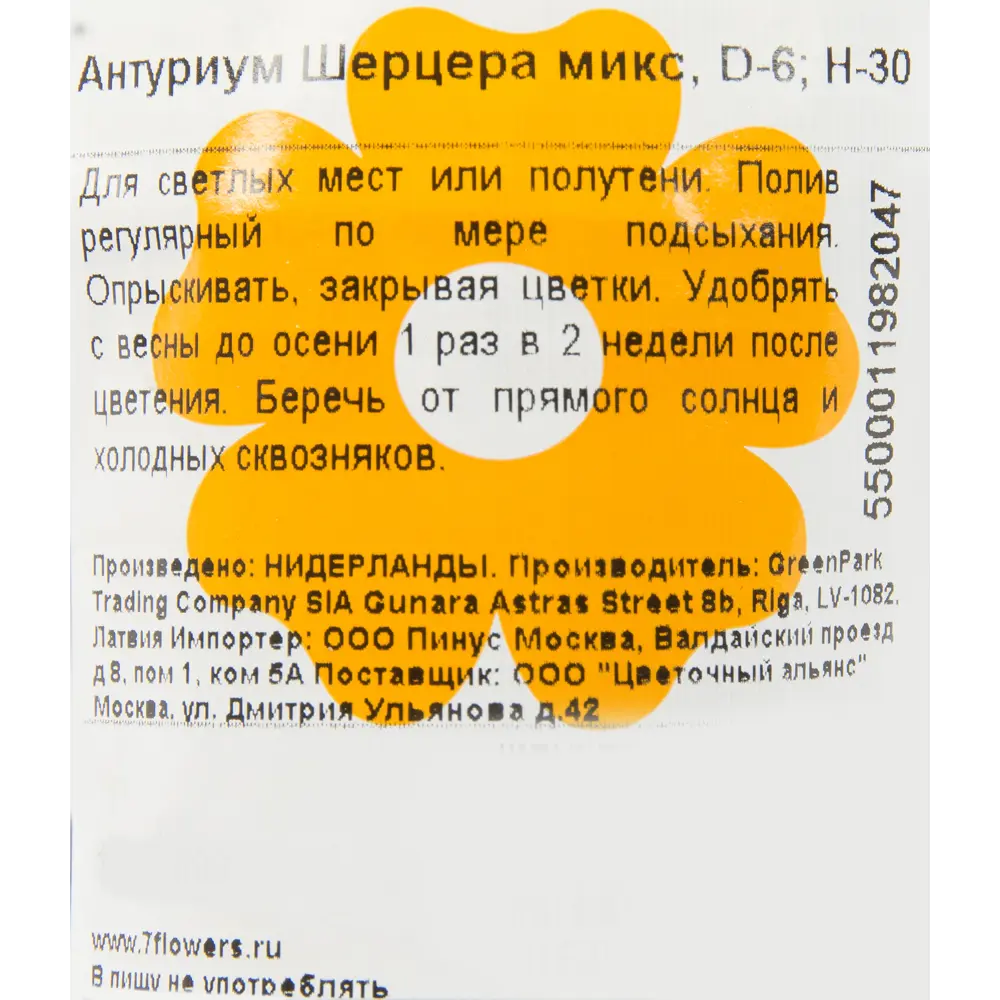 Антуриум Шерцера микс 6х30 см 14395699 STLM-2098404 Santreyd  - Вид №2
