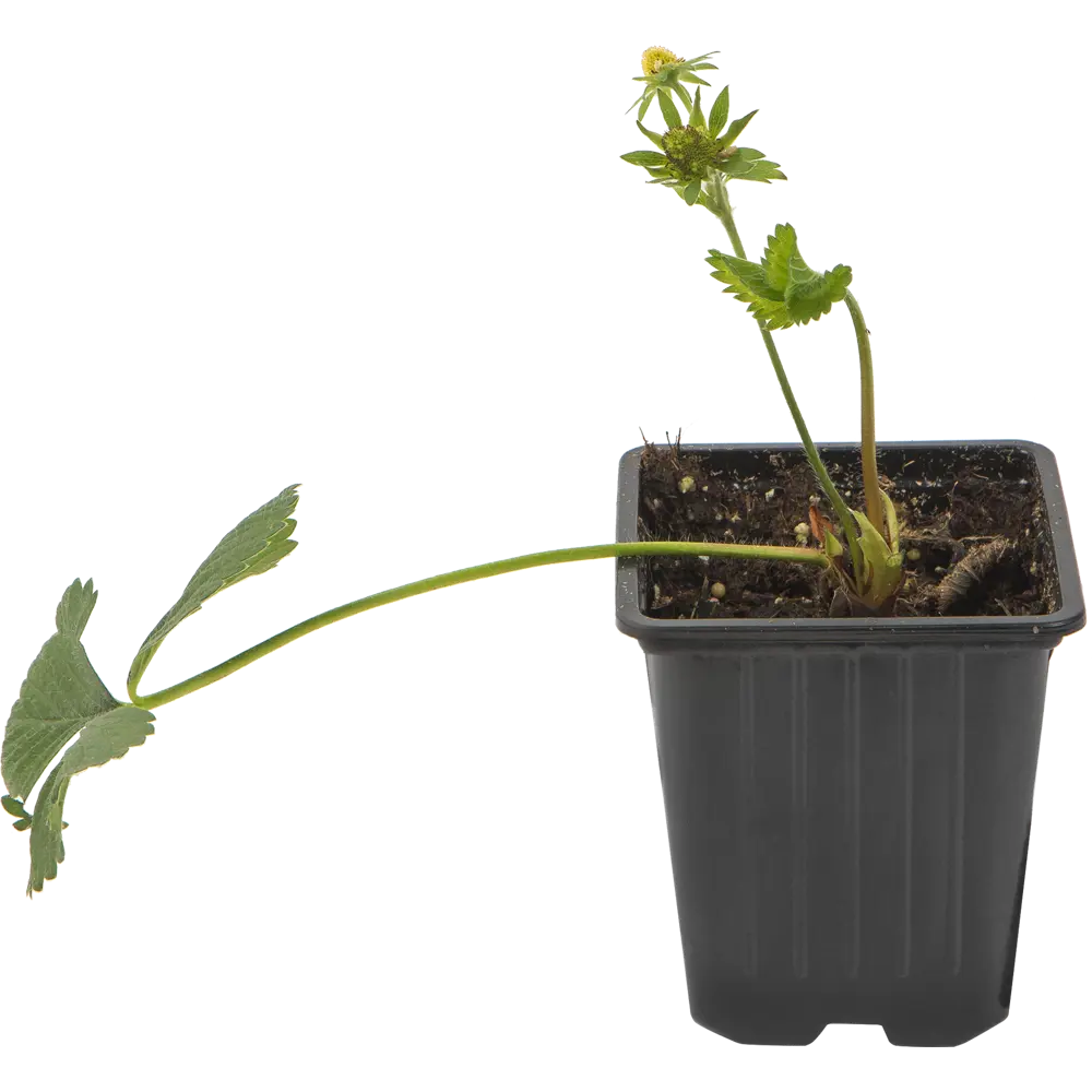 Земляника садовая «Дарселект» 9x15 см PLANTMARKET STLM-2004119
