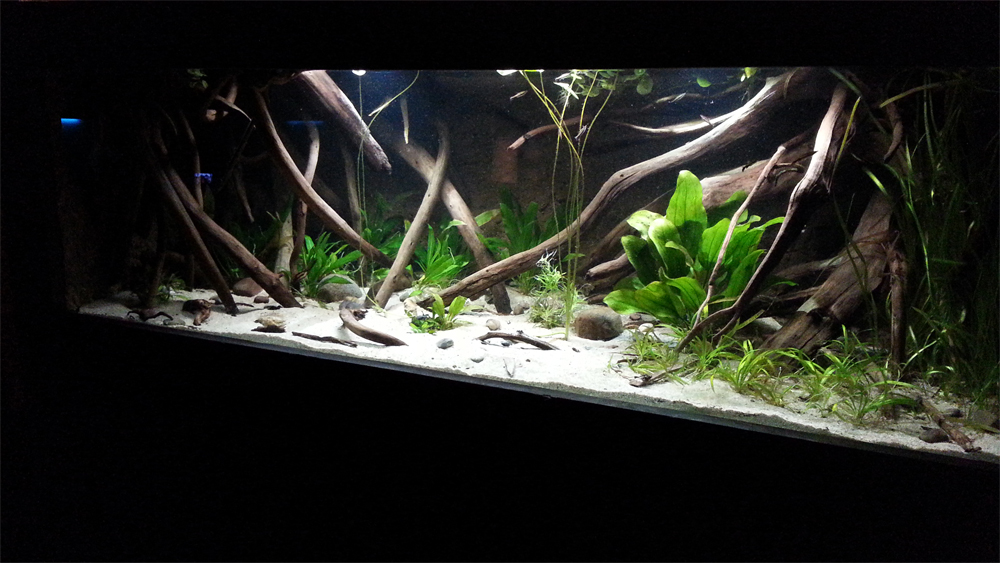 Оформление аквариума своими руками: фото и видео примеров дизайна аквариума