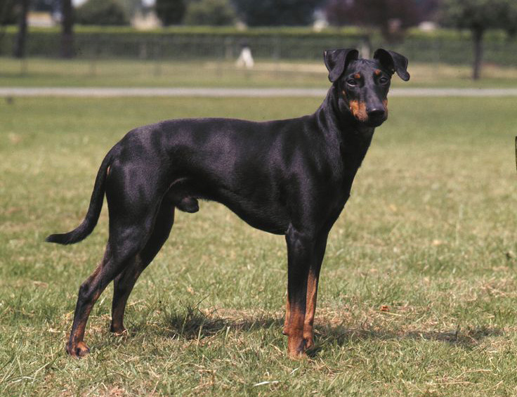  Порода манчестер-терьер 