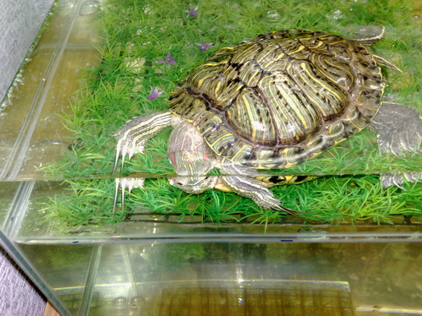 сколько спят черепахи красноухие