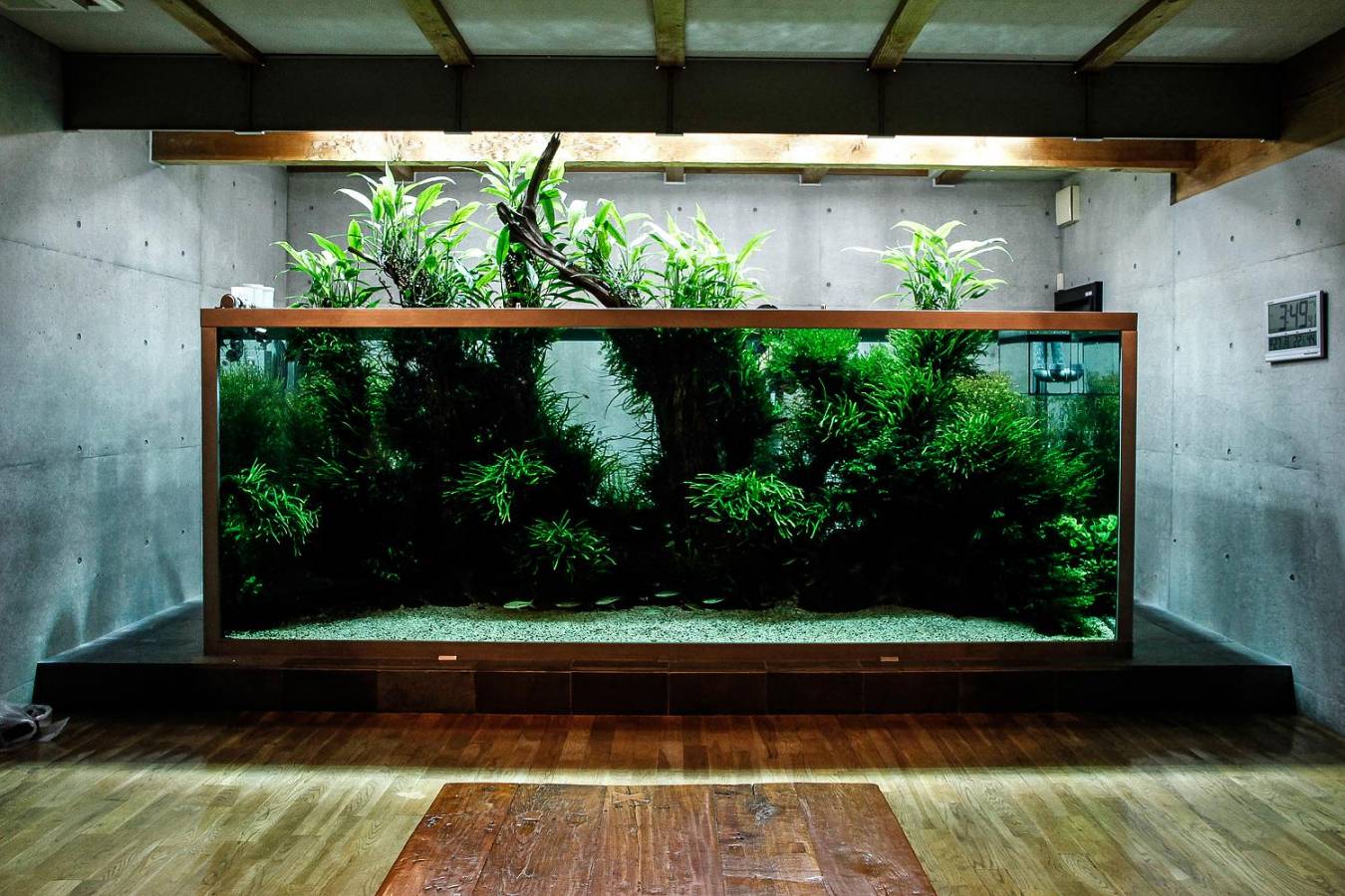 Для каких целей человек создает аквариум. Такаши Амано. Такаши Амано аквариумы. Японский аквариумист Такаши Амано. Природный аквариум Такаши Амано.