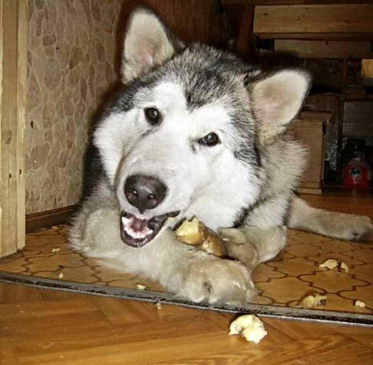 Собакам можно сырую картошку. Собака картошка. Собака ест картошку. Картоха собака.